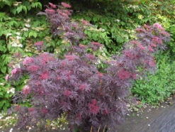Holunder `Cherry Lace´ Sambucus Nigra `Cherry Lace´ -Geschäft Für Pflanzensamen Und Düngemittel Cherry LAce3