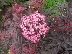 Holunder `Cherry Lace´ Sambucus Nigra `Cherry Lace´