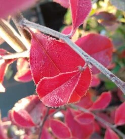 Chinesische Quitte / Holzquitte Pseudocydonia Sinensis 10 Chinesische Quitte / Holzquitte Pseudocydonia Sinensis -Geschäft Für Pflanzensamen Und Düngemittel Chinesische Quitte Holzquitte Pseudocydonia