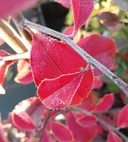 Chinesische Quitte / Holzquitte Pseudocydonia Sinensis 5 Chinesische Quitte / Holzquitte Pseudocydonia Sinensis – Bild 5