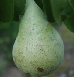 Condo Pyrus Communis `Condo´ -Geschäft Für Pflanzensamen Und Düngemittel Condo Birne 1