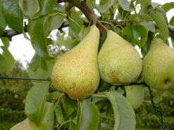 Condo Pyrus Communis `Condo´ -Geschäft Für Pflanzensamen Und Düngemittel Condo 3