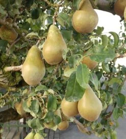 Conference Pyrus Communis `Conference -Geschäft Für Pflanzensamen Und Düngemittel Conference Birne