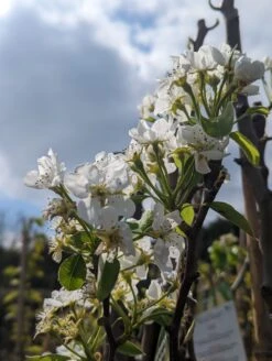 Conference Pyrus Communis `Conference -Geschäft Für Pflanzensamen Und Düngemittel Conference Bl te