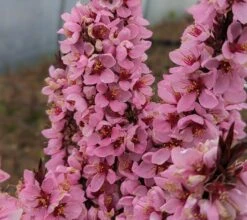 Zwergpfirsich `Crimson Bonfire´ Prunus Persica `Crimson Bonfire´ 5 Zwergpfirsich `Crimson Bonfire´ Prunus Persica `Crimson Bonfire´ -Geschäft Für Pflanzensamen Und Düngemittel Crimson Bonfire bl te