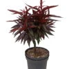Zwergpfirsich `Crimson Bonfire´ Prunus Persica `Crimson Bonfire´