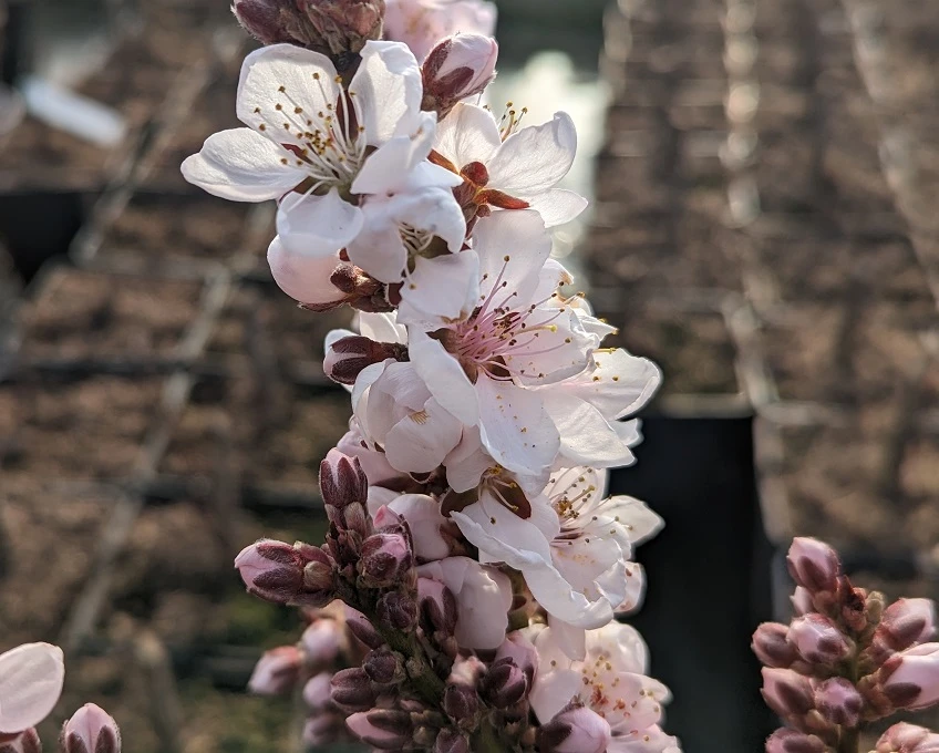 Zwergpfirsich `Crimson Bonfire´ Prunus Persica `Crimson Bonfire´ 4 Zwergpfirsich `Crimson Bonfire´ Prunus Persica `Crimson Bonfire´ – Bild 4