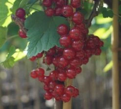 Rolan Ribes Rubrum `Rolan´ -Geschäft Für Pflanzensamen Und Düngemittel DSC01666