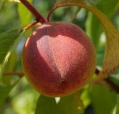 Pfirsich Red Haven Prunus Persica `Red Haven´ -Geschäft Für Pflanzensamen Und Düngemittel DSC01689