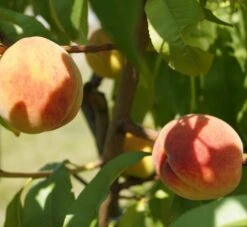 Pfirsich Red Haven Prunus Persica `Red Haven´ -Geschäft Für Pflanzensamen Und Düngemittel DSC01694