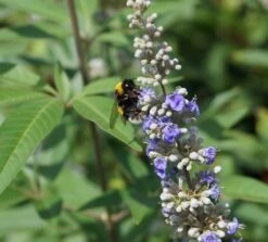 Mönchspfeffer Vitex Agnus Castus -Geschäft Für Pflanzensamen Und Düngemittel DSC01709