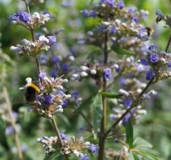 Mönchspfeffer Vitex Agnus Castus -Geschäft Für Pflanzensamen Und Düngemittel DSC01711