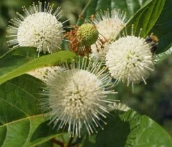 Knopfbusch Cephalanthus Occidentalis -Geschäft Für Pflanzensamen Und Düngemittel DSC01733