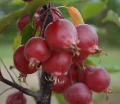 Säulenzierapfel "Red Obelisk" Malus `Red Obelisk´ -Geschäft Für Pflanzensamen Und Düngemittel DSC01843