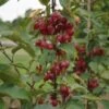 Säulenzierapfel "Red Obelisk" Malus `Red Obelisk´