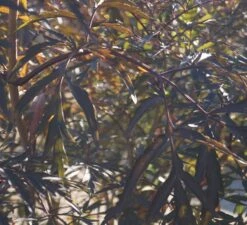 Holunder Black Lace ® Sambucus Nigra `Black Lace´ -Geschäft Für Pflanzensamen Und Düngemittel DSC01980