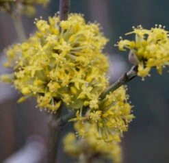 Großfrüchtige Kornelkirsche `Schönbrunner Gourmet Dirndl´ Cornus Mas `Schönbrunner Gourmetdirndl´ 8 Großfrüchtige Kornelkirsche `Schönbrunner Gourmet Dirndl´ Cornus Mas `Schönbrunner Gourmetdirndl´ -Geschäft Für Pflanzensamen Und Düngemittel DSC02022