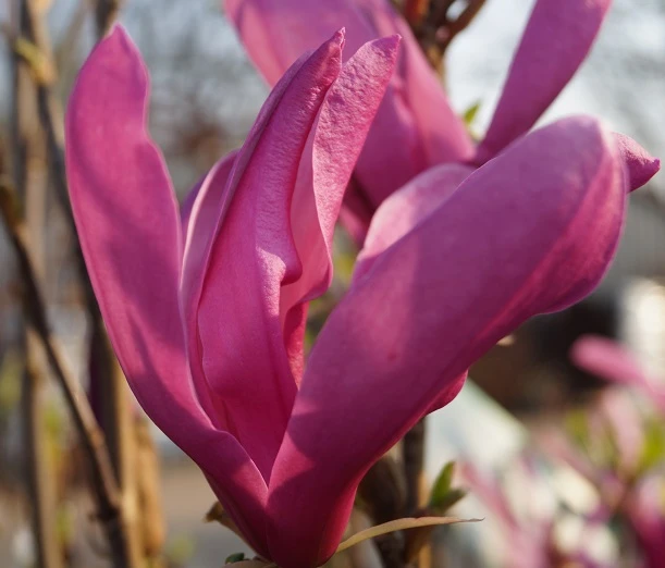 Purpur-Magnolie `Susan´ Magnolia Liliiflora `Susan´ 2 Purpur-Magnolie `Susan´ Magnolia Liliiflora `Susan´ – Bild 2