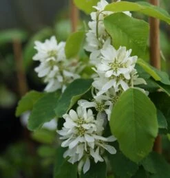 Saskatoon Berry Amelanchier Alnifolia `Saskatoon Berry´ -Geschäft Für Pflanzensamen Und Düngemittel DSC02071