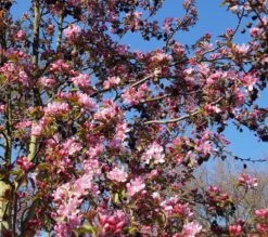 Säulenzierapfel "Red Obelisk" Malus `Red Obelisk´ -Geschäft Für Pflanzensamen Und Düngemittel DSC02327