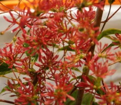 Sieben-Söhne-des-Himmels-Strauch Heptacodium Miconioides -Geschäft Für Pflanzensamen Und Düngemittel DSC02842