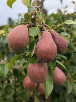 Säulenbirne `Decora´ Pyrus Communis `Decora´ 8 Säulenbirne `Decora´ Pyrus Communis `Decora´ -Geschäft Für Pflanzensamen Und Düngemittel Decora 5