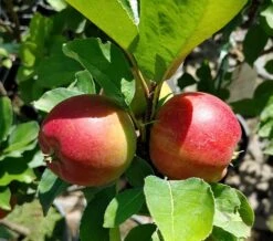 Zwergapfel Delgrina (R) Malus Domestica `Delgrina´ -Geschäft Für Pflanzensamen Und Düngemittel Delgrina1