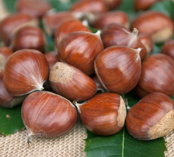 Esskastanie `Doré De Lyon´ Castanea Sativa `Dore De Lyon´ 1 Esskastanie `Doré De Lyon´ Castanea Sativa `Dore De Lyon´