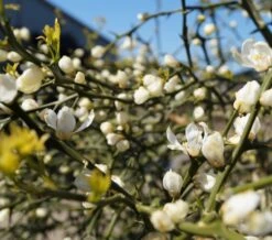 Dreiblättrige Orange Poncirus Trifoliata -Geschäft Für Pflanzensamen Und Düngemittel Dreibl ttrige Orange Bl terFpMBdgYBwAS6