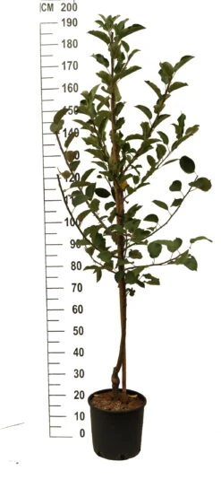 Duo-Apfel, Topaz & Pinova 150-175cm Malus Domestica -Geschäft Für Pflanzensamen Und Düngemittel Duo Apfel Roter Boskoop ElstarN8lpruPsw9lSH