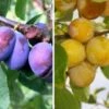 Duo-Obst, Hauszwetsche & Nancy Mirabelle Prunus Domestica