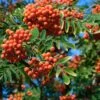 Essbare Eberesche `Rosina´ Sorbus Aucuparia