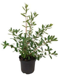 Sibirische Blaubeere `Eisbär´ Lonicera Kamtschatica `Eisbär´ -Geschäft Für Pflanzensamen Und Düngemittel Eisb r weiss