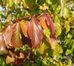Eisenholzbaum Parrotia Persica -Geschäft Für Pflanzensamen Und Düngemittel Eisenholzbaum