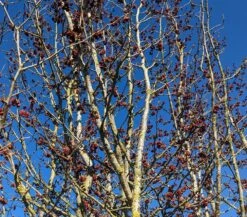 Eisenholzbaum Parrotia Persica -Geschäft Für Pflanzensamen Und Düngemittel Eisenholzbaum Bl te 2