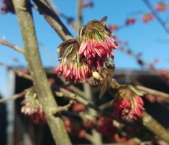 Eisenholzbaum Parrotia Persica -Geschäft Für Pflanzensamen Und Düngemittel Eisenholzbaum bl te und BieneataOpQ1apbuNb