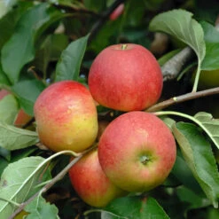 Elstar ® Malus Domestica -Geschäft Für Pflanzensamen Und Düngemittel Elstar