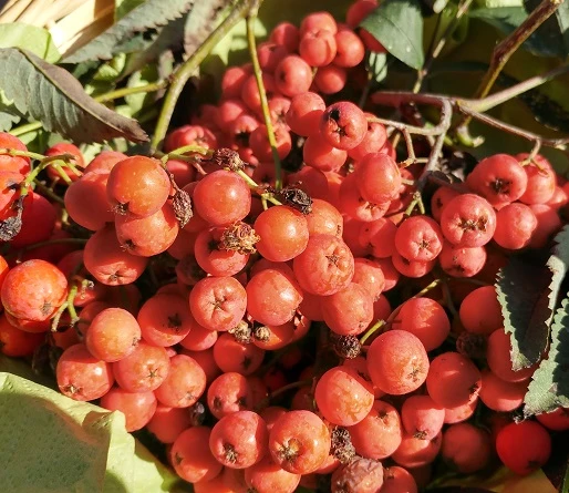 Essbare Eberesche - Sorbus `Edulis´ Sorbus Aucuparia `Edulis´ 2 Essbare Eberesche - Sorbus `Edulis´ Sorbus Aucuparia `Edulis´ – Bild 2