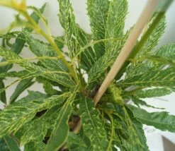 Esskastanie `Asplenifolia´ Castanea Sativa `Asplenifolia´ 5 Esskastanie `Asplenifolia´ Castanea Sativa `Asplenifolia´ -Geschäft Für Pflanzensamen Und Düngemittel Esskastanie Asplenifolia1