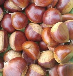 Duo-Esskastanie, Belle Epine & Bouche De Betizac Castanea Sativa -Geschäft Für Pflanzensamen Und Düngemittel Esskastanie Belle EpineGmNJQelgJyOMr