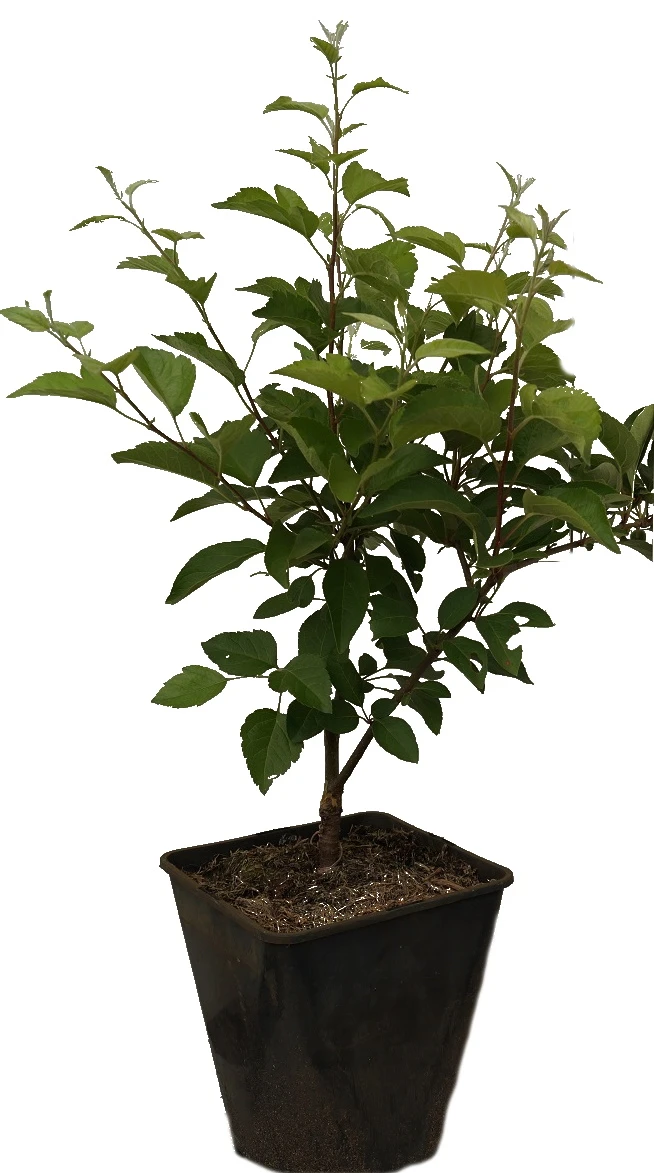 Zierapfel `Evereste´ Malus 4 Zierapfel `Evereste´ Malus – Bild 4