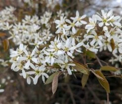 Prince William-Großfruchtige Felsenbirne Amelanchier `Prince William´ -Geschäft Für Pflanzensamen Und Düngemittel Felsenbirne Bl te
