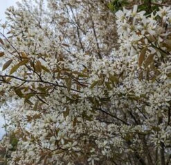 Prince William-Großfruchtige Felsenbirne Amelanchier `Prince William´ -Geschäft Für Pflanzensamen Und Düngemittel Felsenbirne Bl te 3