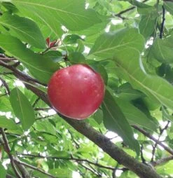 Großfrüchtige Kirschpflaume `Fenja´ Prunus Cerasifera `Fenja´ -Geschäft Für Pflanzensamen Und Düngemittel Fenja 2