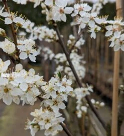 Großfrüchtige Kirschpflaume `Fenja´ Prunus Cerasifera `Fenja´ -Geschäft Für Pflanzensamen Und Düngemittel Fenja Bl te
