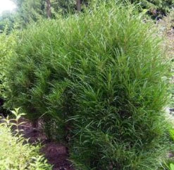 Farnblättriger Säulen-Faulbaum `Fine Line´ Rhamnus Frangula `Fine Line´ -Geschäft Für Pflanzensamen Und Düngemittel Fine LIne Kordes Jungpflanzen