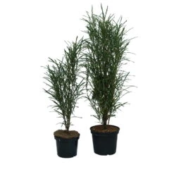 Farnblättriger Säulen-Faulbaum `Fine Line´ Rhamnus Frangula `Fine Line´ -Geschäft Für Pflanzensamen Und Düngemittel Fine Line Faulbaum 2