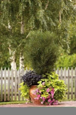 Farnblättriger Säulen-Faulbaum `Fine Line´ Rhamnus Frangula `Fine Line´ -Geschäft Für Pflanzensamen Und Düngemittel Fine Line Kordes Jungpflanzen1