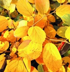 Großer Federbuschstrauch Fothergilla Major -Geschäft Für Pflanzensamen Und Düngemittel Foterhilla major Herbstf rbung