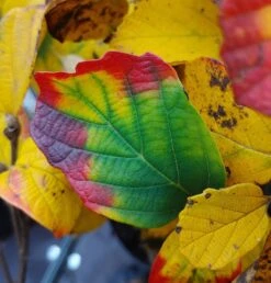 Großer Federbuschstrauch Fothergilla Major -Geschäft Für Pflanzensamen Und Düngemittel Fothergilla Herbstf rbung1